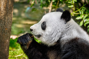 Giant panda bear in China