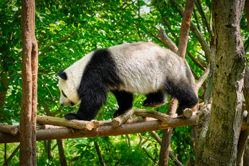 Fototapeta premium Giant panda bear in China