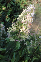 Pink hydrangea flowers with white , Fraise melba