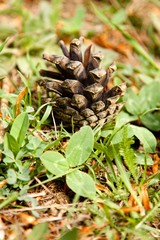 Single Cone On Ground