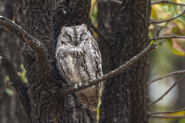 African Scops-Owl in Kruger National park, South Africa ; Specie Otus senegalensis family of Strigidae