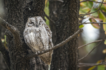 African Scops-Owl in Kruger National park, South Africa ; Specie Otus senegalensis family of Strigidae