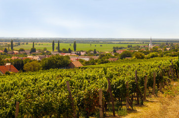 Fototapeta na wymiar Vineyard. Landscape of southern Europe with small village, church tower and Italian poplars.
