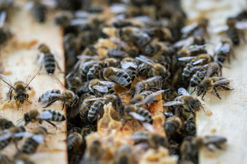 Close up view of the open hive showing the frames populated by honey bees..Bees in honeycomb.