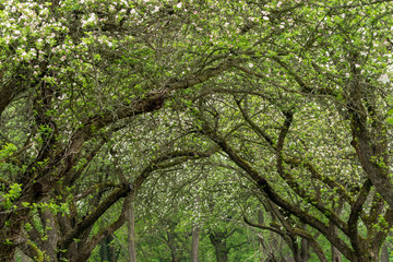 Interlocking cherry tree crowns. Cherry trees alley.