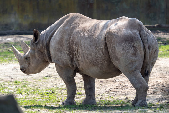 Eastern black rhinoceros, (Diceros bicornis michaeli)