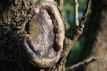 sęk, kora, pień, drzewo  © Katarzyna
