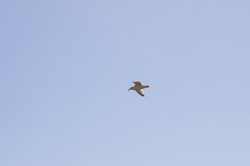 Möwe im Flug