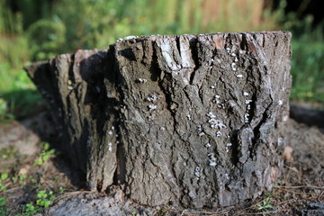 pień  © Katarzyna