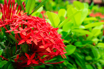Beautiful Red spike flower. King Ixora blooming
