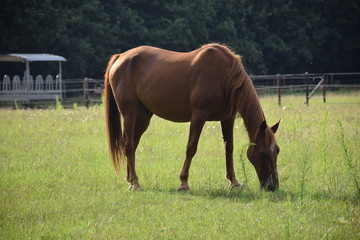 Obraz premium horse eating grass