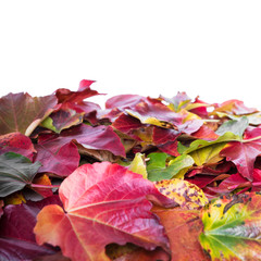 Herbstlaub vor weißem Hintergund