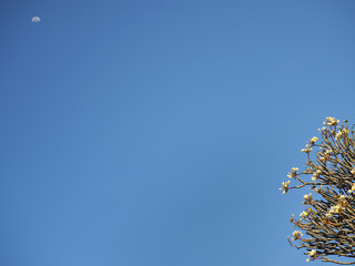 Frangipani Strauch mit Knospen und Blüten vor Halbmond