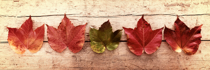 Naklejka na ściany i meble Dekoration aus Herbstblättern