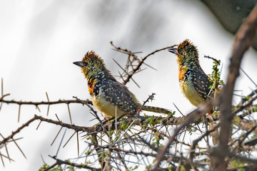 Pair of wild D’Arnaud’s Barbets or Trachyphonus darnaudii