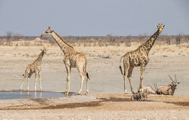 Giraffe At A Water Hole
