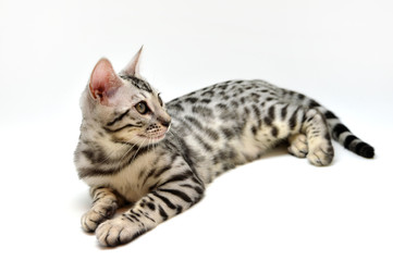ベンガル子猫 bengal cat