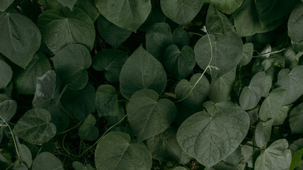 Closeup nature view of green leaf on wall. vine from leaves.  Dark green plants landscape