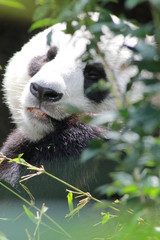 Obraz premium Cute panda in eating bamboo