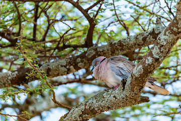 Wild African mourning dove or Streptopelia decipiens