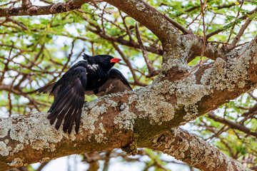 Wild red-billed buffalo weaver or Bubalornis niger