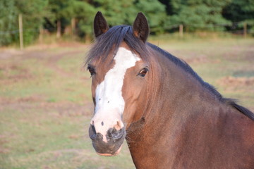 Obraz na płótnie Canvas brown pony portrait