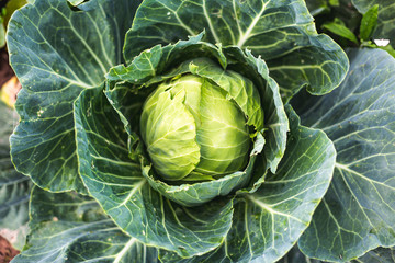 Obraz premium Cabbage growing in the field. Top view