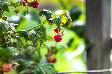 Small wild raspberries during autumn in the forest
