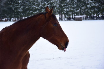 brown horse in snow sticking out tongue