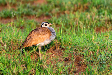 Close-up of white-bellied bustard or Eupodotis senegalensis