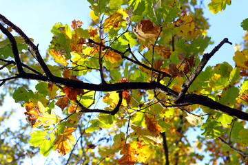 Autumn yellow oak foliage on the branches, sunlight in early autumn