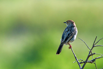 Winding cisticola or Cisticola galactotes in savanna