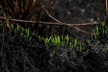 Neues Leben nach einer Brandrodung