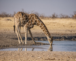 Giraffe Drinking