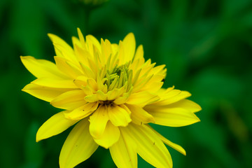 yellow flower