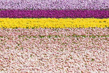 Blooming colorful tulips flowerbed in public flower garden. Popular tourist site. Lisse, Holland, Netherlands. Selective focus. Nature flowers background