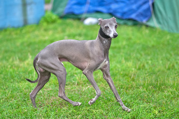 Fototapeta na wymiar Leverette gray dog on the grass background close-up