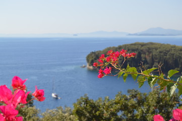 Bougainvillea griechische rosa Blume Insel im Hintergrund Korfu Griechenland
