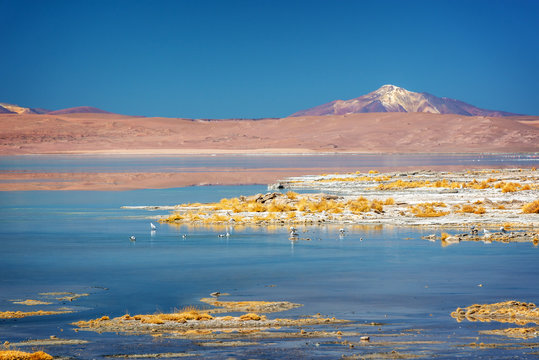 Laguna Polques, Sud Lipez province, Potosi, Bolivia