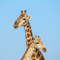 Giraffe Pair Portrait