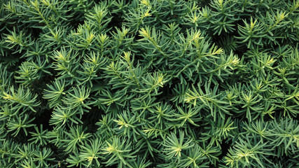 background of green leaves