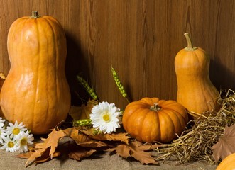 Thanksgiving Day Wallpaper