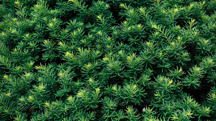 background of green leaves