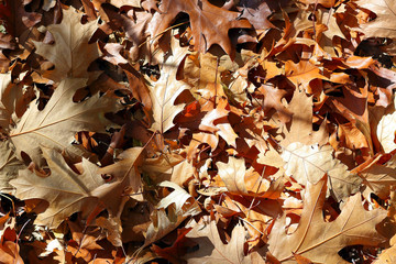 Top view of a layer of fallen oak leaves on ground in the forest