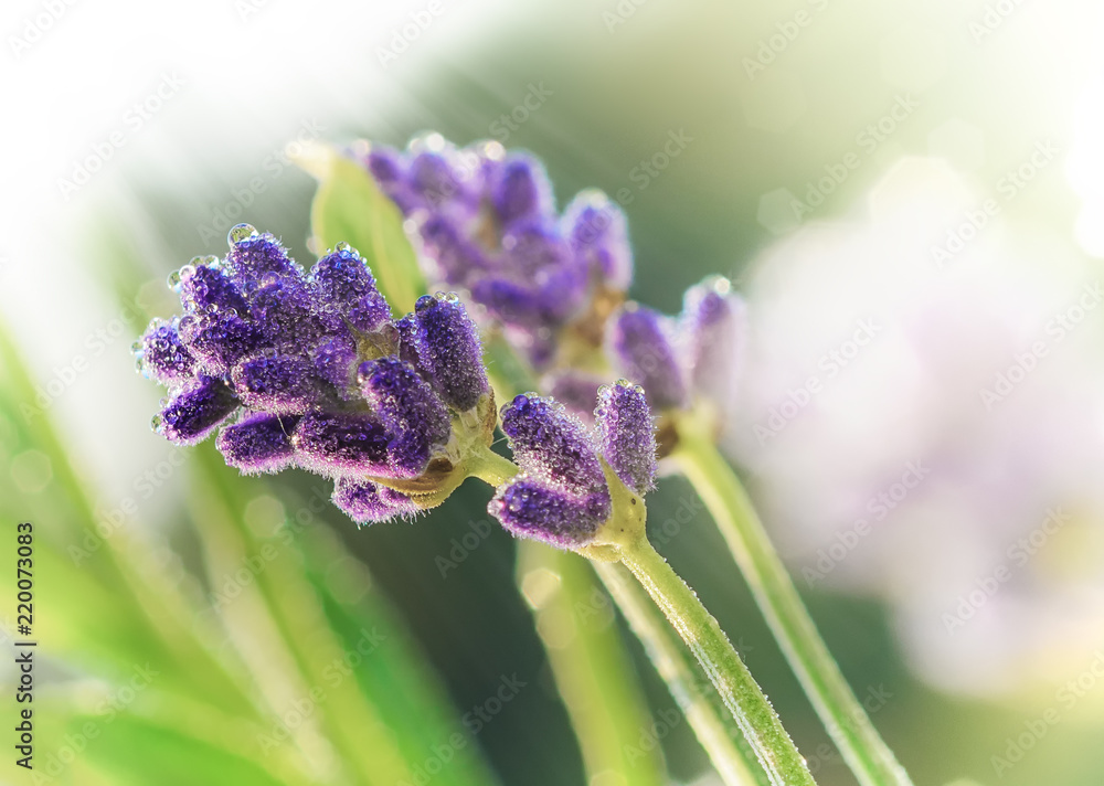 Sticker Lavender flowers in early morning macro shot