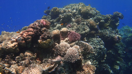Plakat fish, underwater, coral, 