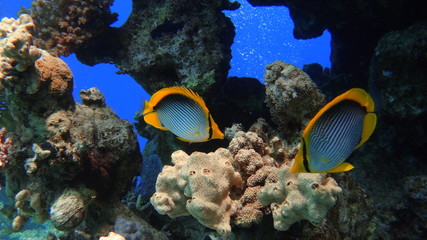 Fototapeta na wymiar fish, underwater, coral, 