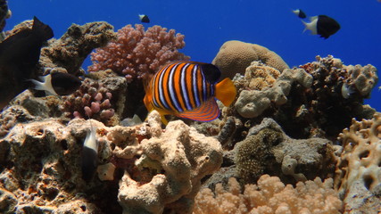 Obraz na płótnie Canvas fish, underwater, coral, 