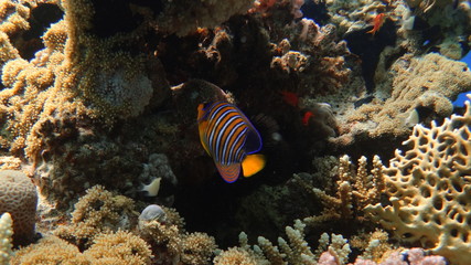 Plakat fish, underwater, coral, 