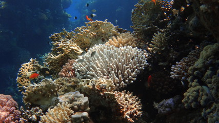 fish, underwater, coral, 
